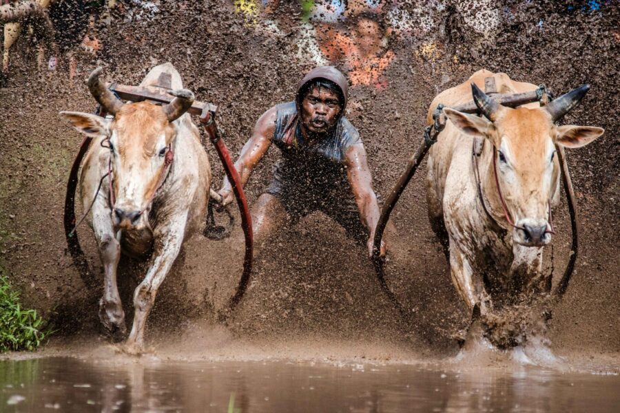 Mud_Cow_Racing_-_Pacu_Jawi_-_West_Sumatra_Indonesia-scaled.jpg