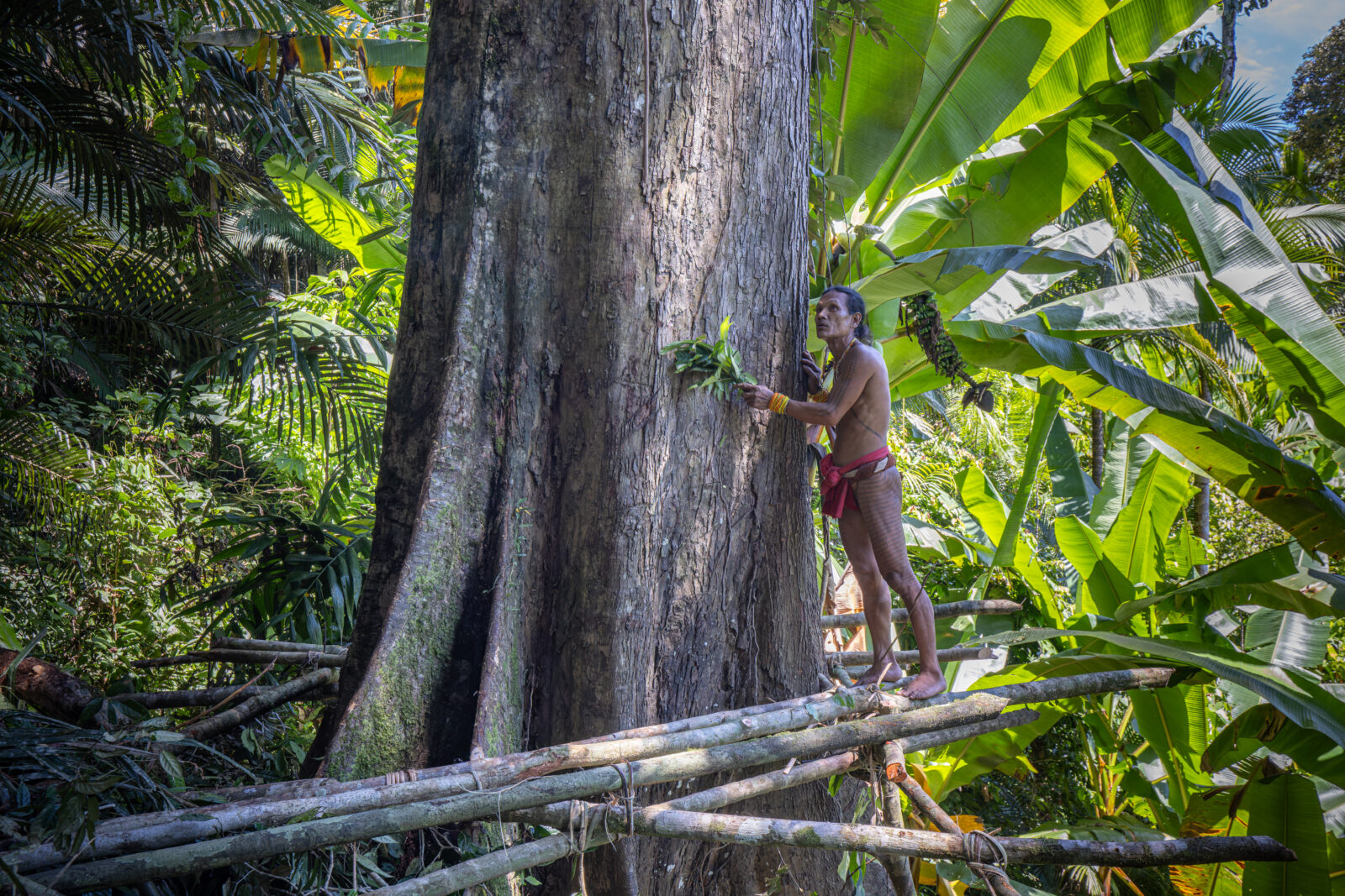 mentawai shaman blessing a tree on Siberut Island