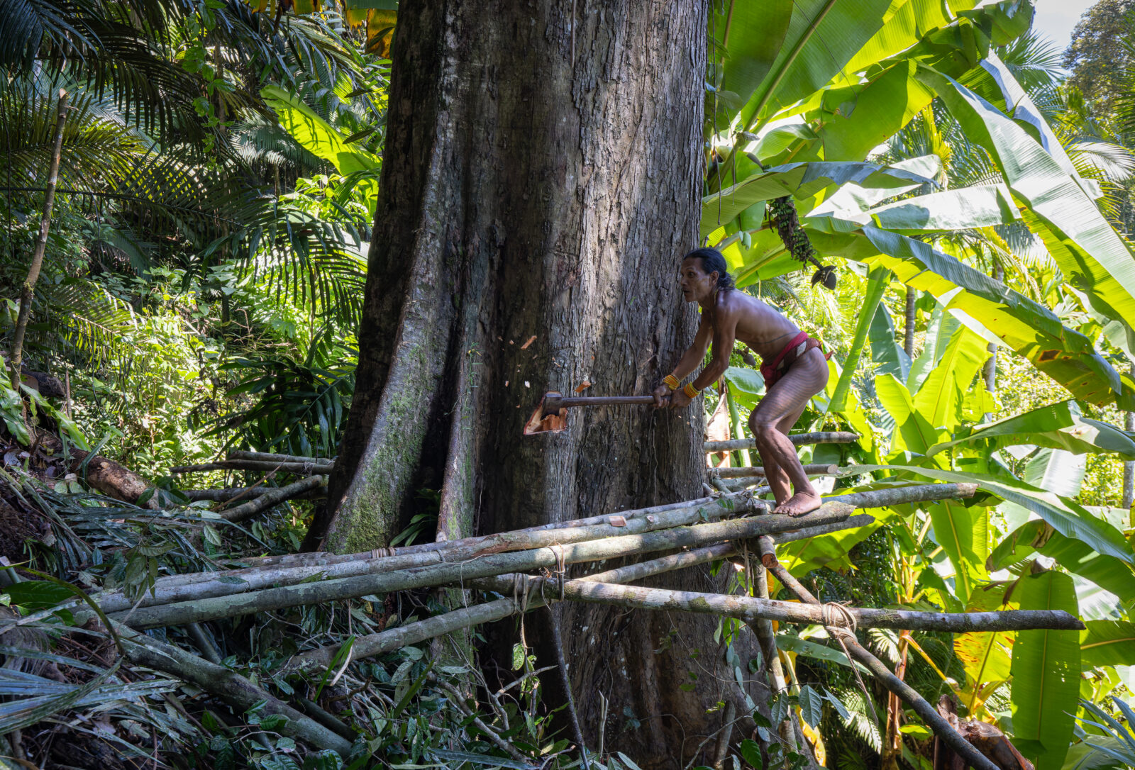 Mentawai shaman cutting massive tree