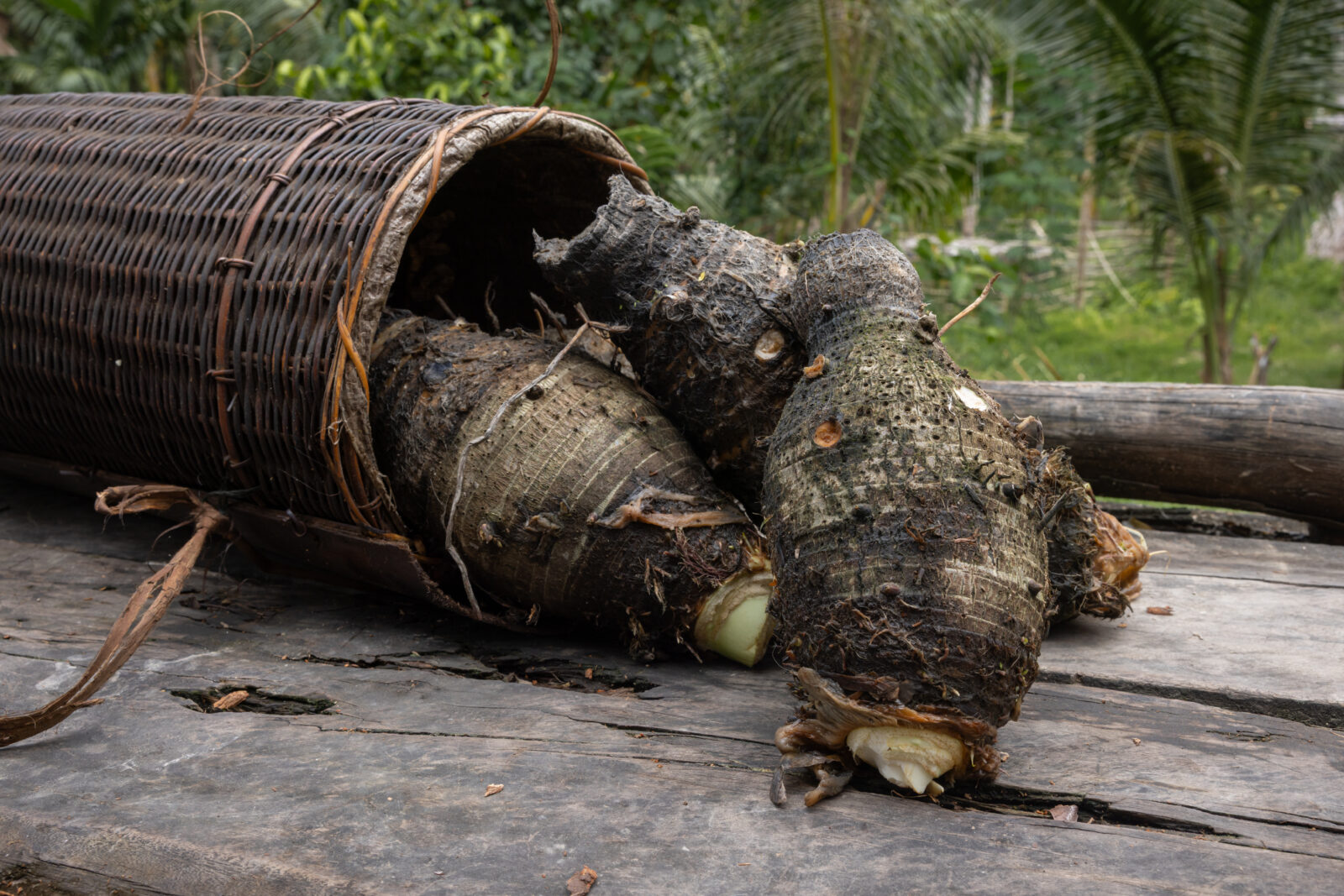 Mentawai staple food taro roots on Siberut