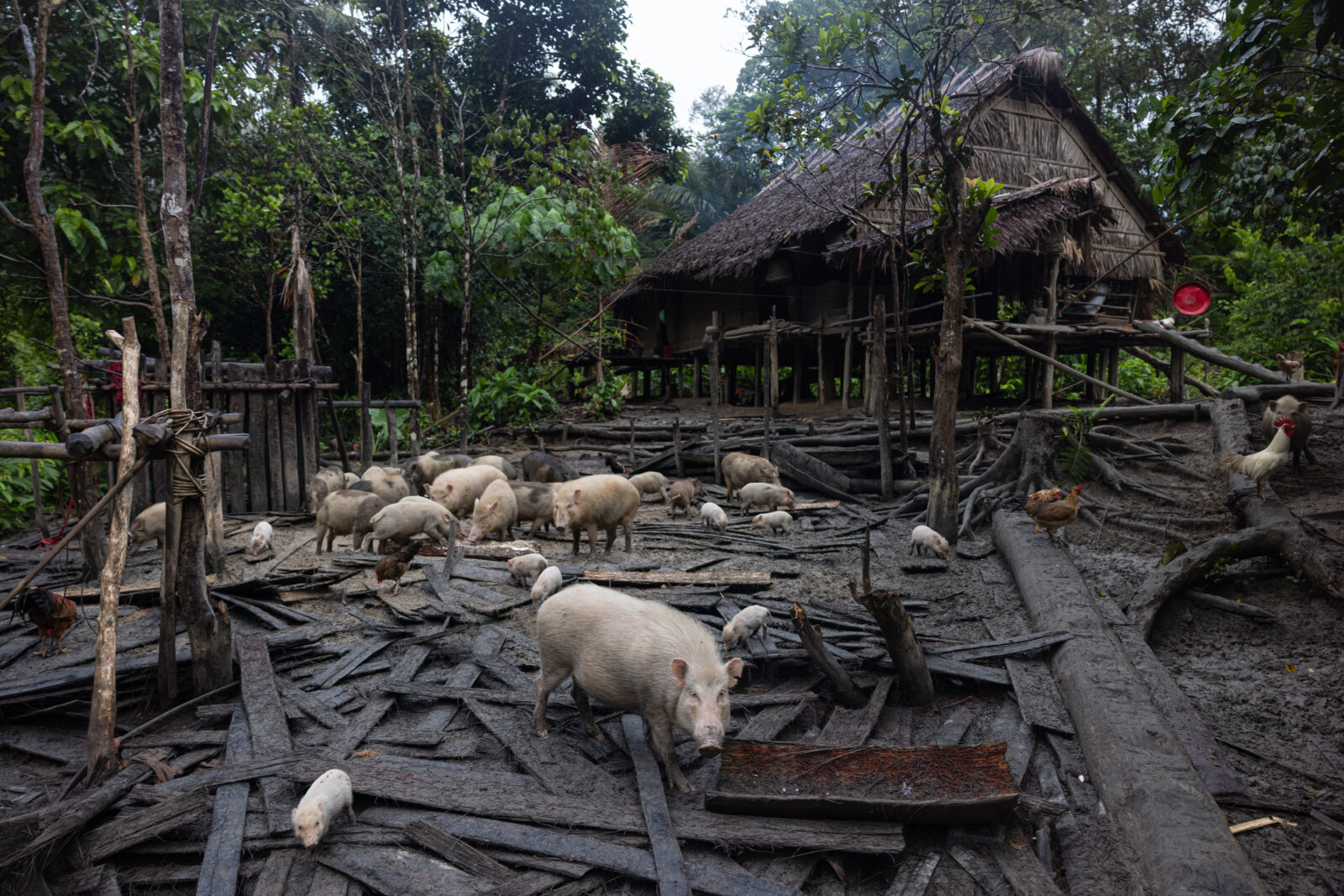 Mentawai rusuk field house and pig farm on Siberut