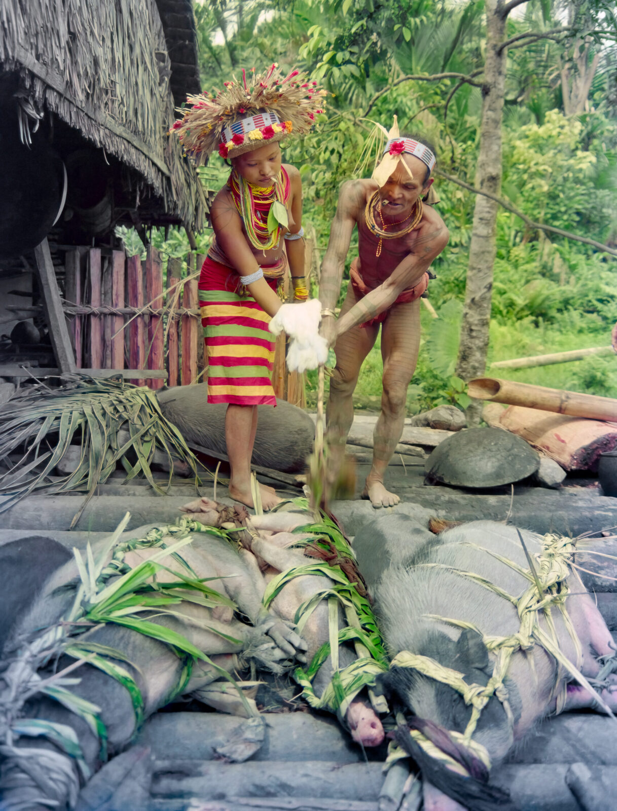 Mentawai pig blessing during pangurai wedding ritual on Siberut Island