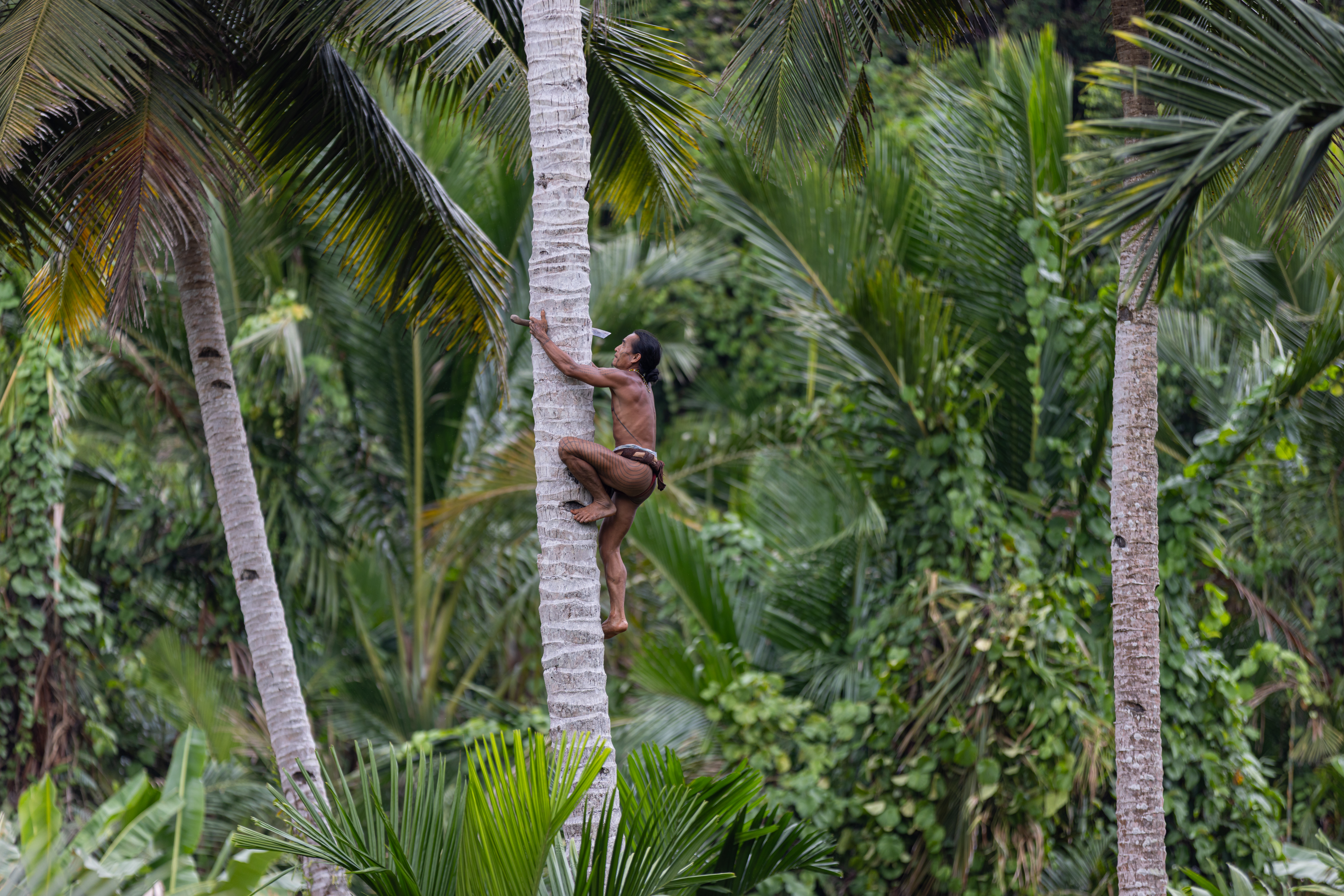 Mentawai shaman climbing a coconut tree on Siberut Island