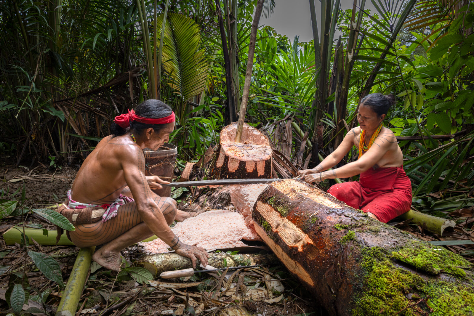 Mentawai couple grating a sago palm