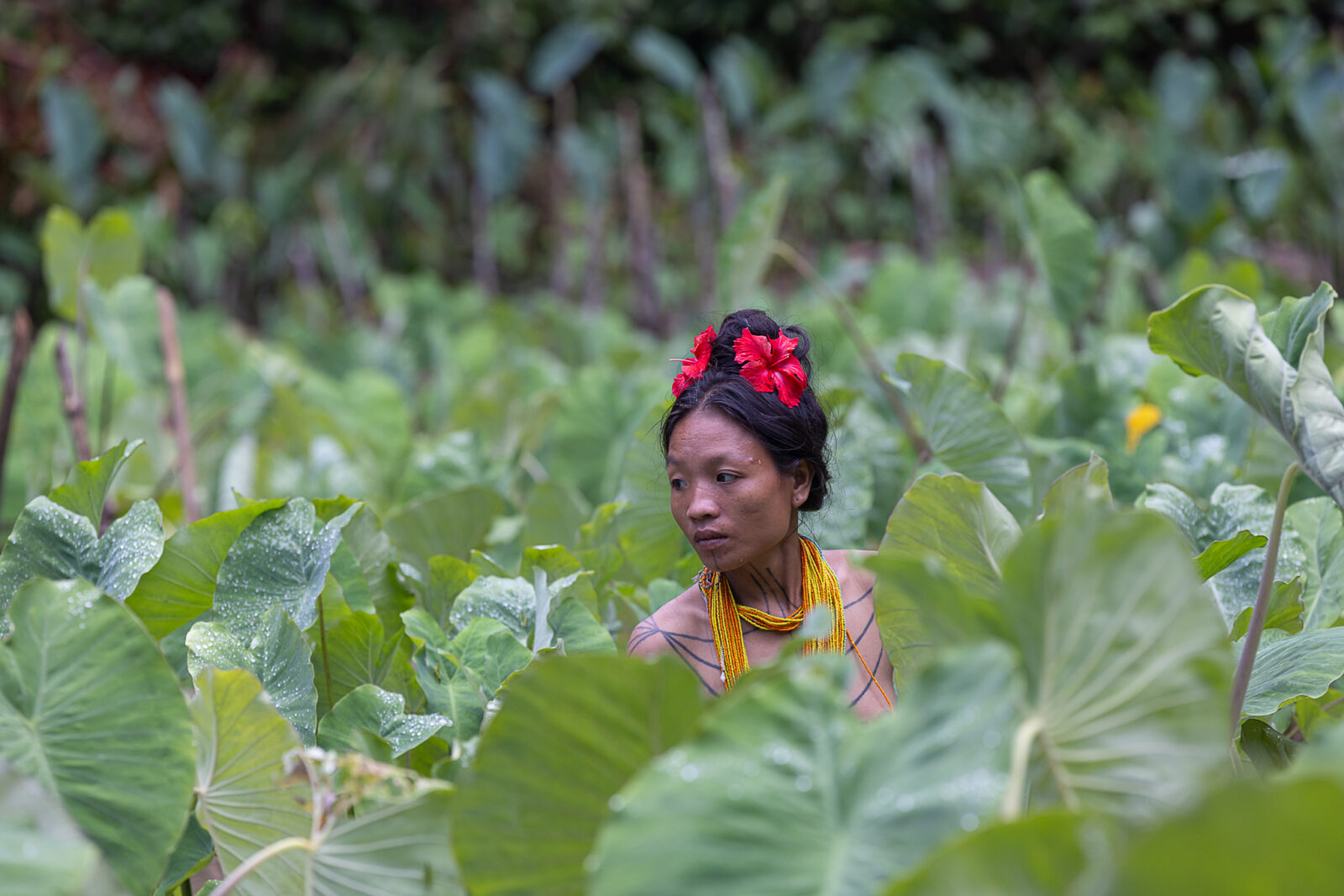 Mentawai woman in taro field in Siberut rainforest
