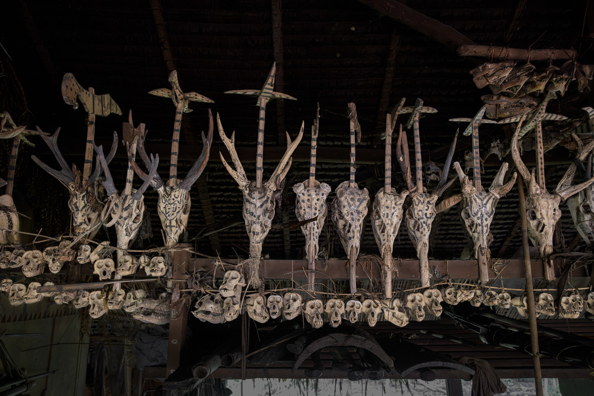 Deer and monkey skulls in traditional Mentawai uma clan house on Siberut