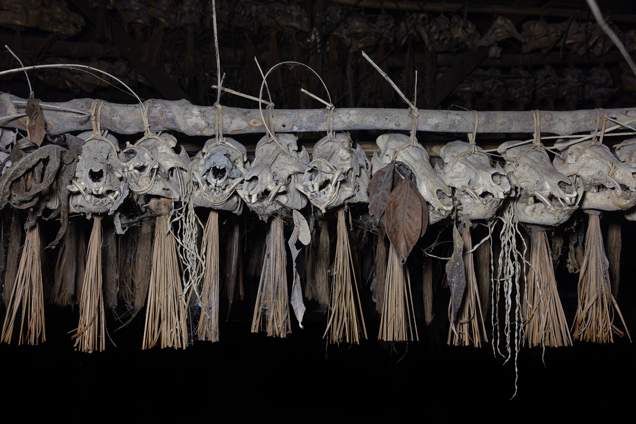 Pig skulls in Mentawai traditional uma clan house on Siberut