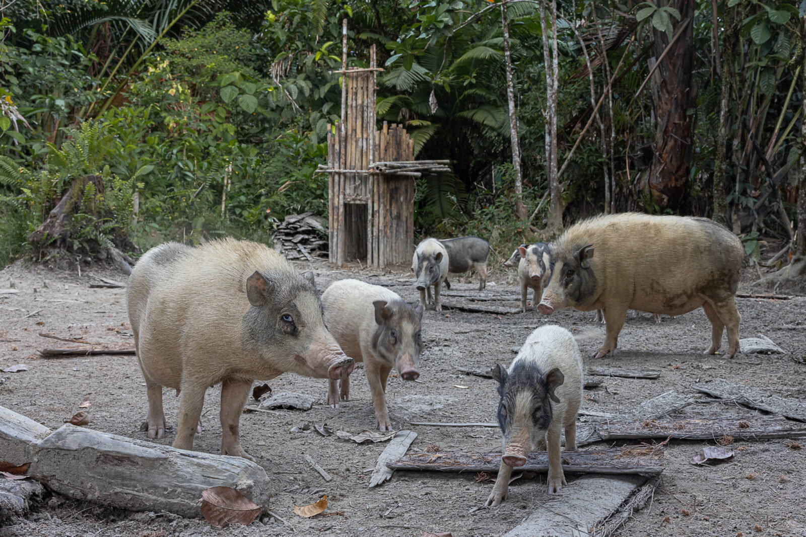 Pigs on Siberut Island
