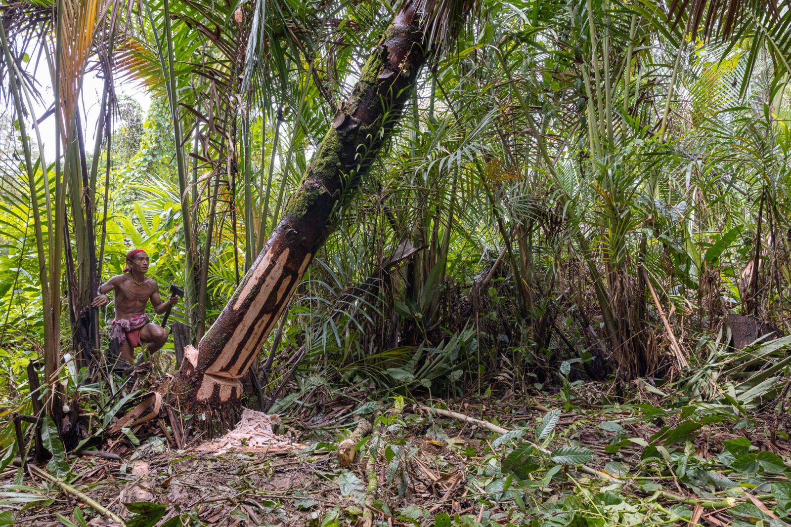 Mentawai shaman felling sago palm tree on Siberut