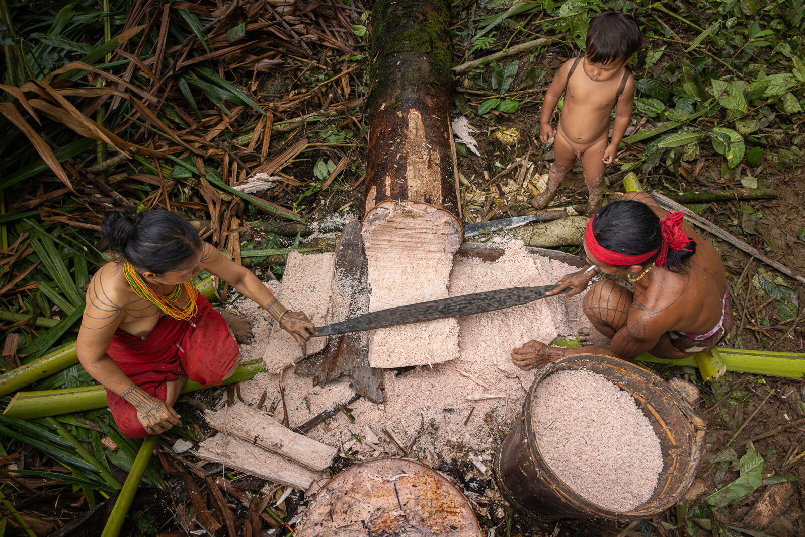 Mentawai family grating sago palm tree on Siberut Island