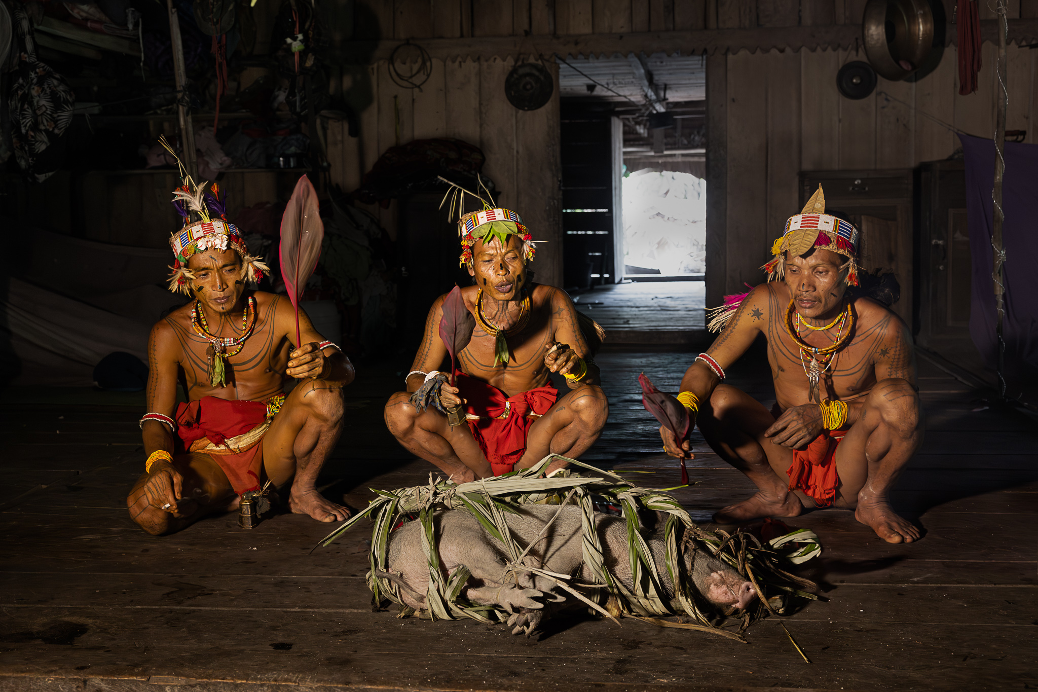 Mentawai shamans in traditional attire blessing a sacrificial pig.