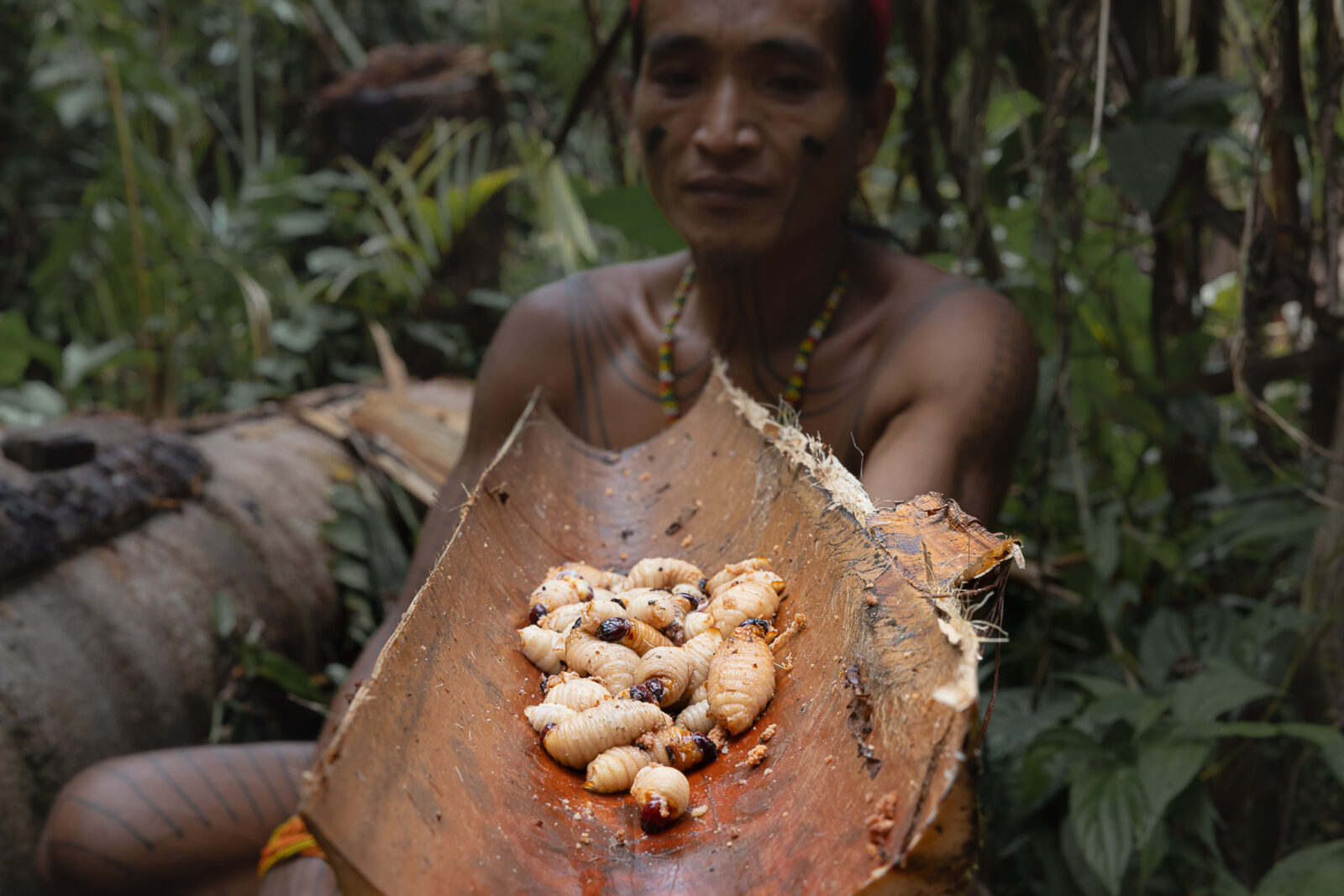 Mentawai man holding edible sago grub larvae on Siberut Island