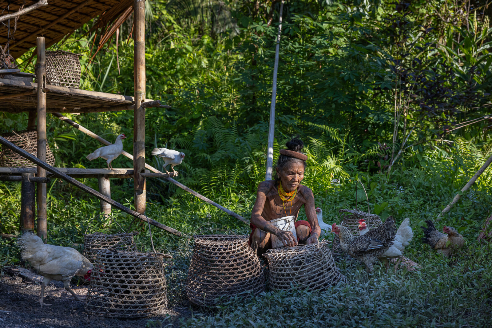 Mentawai woman at field hut with chickens