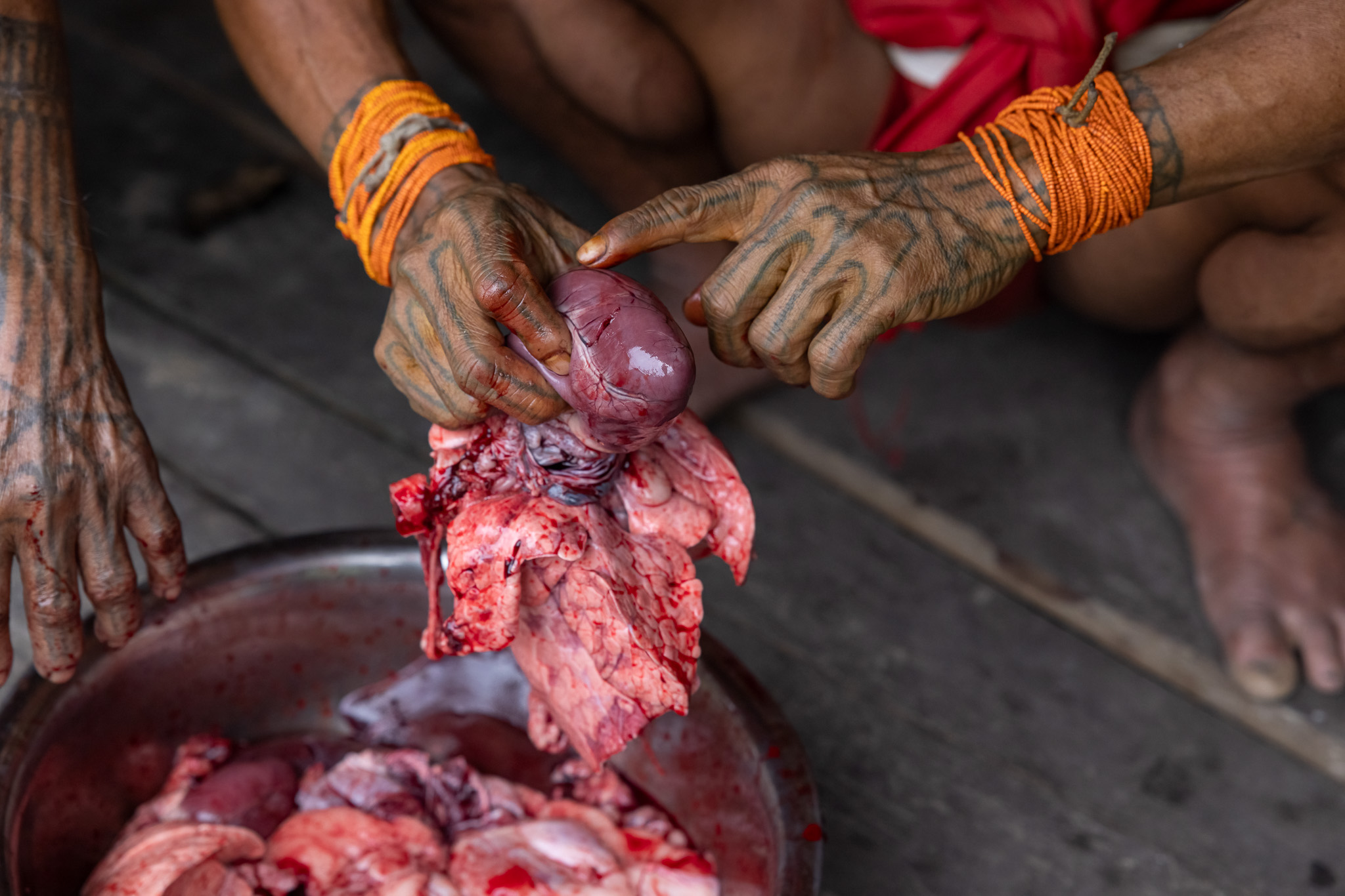 Mentawai shaman reading vein pattern on heart of sacrificed pig