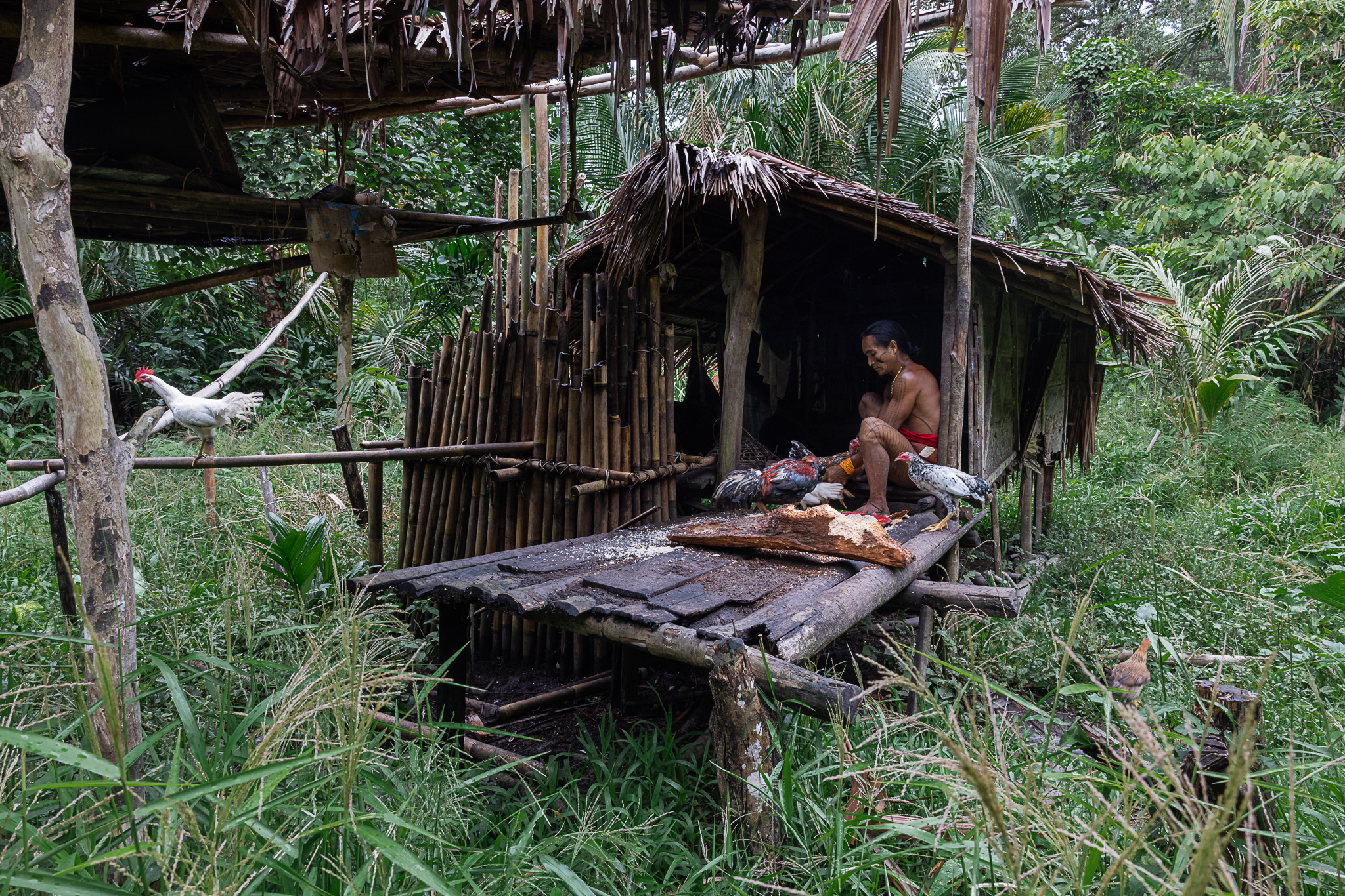 Mentawai shaman in sapou field hut on Siberut