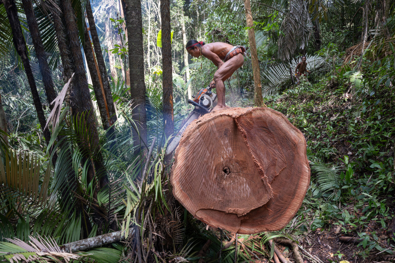 Mentawai shaman cutting a tree with a chainsaw