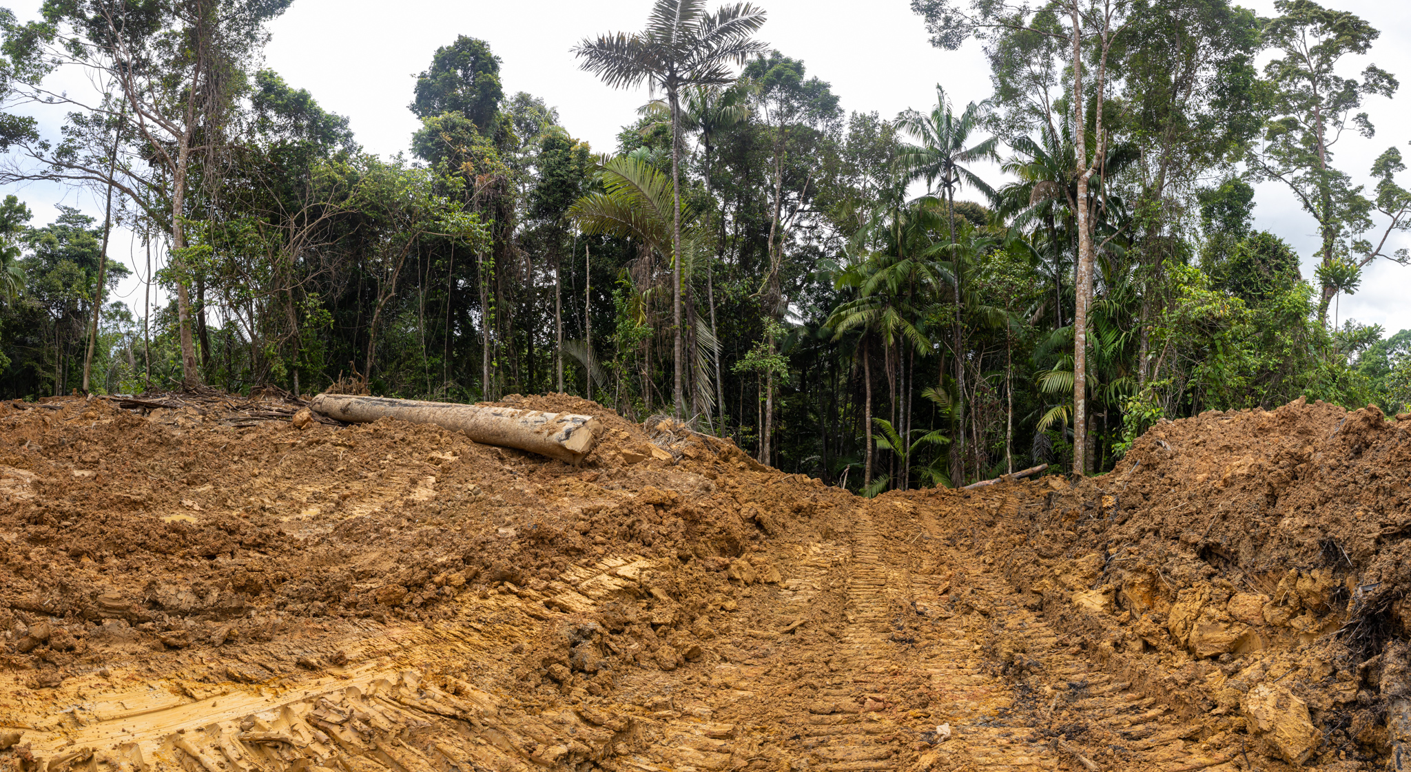 Logging road on Siberut Island