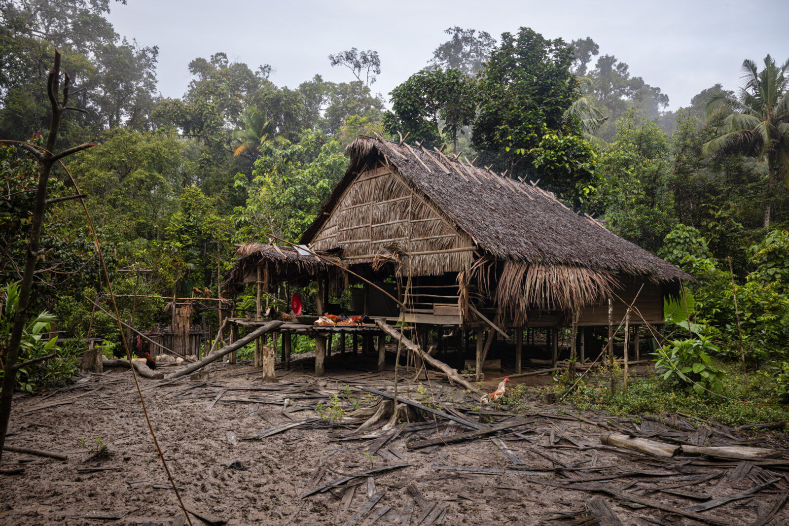 Mentawai rusuk field house on Siberut