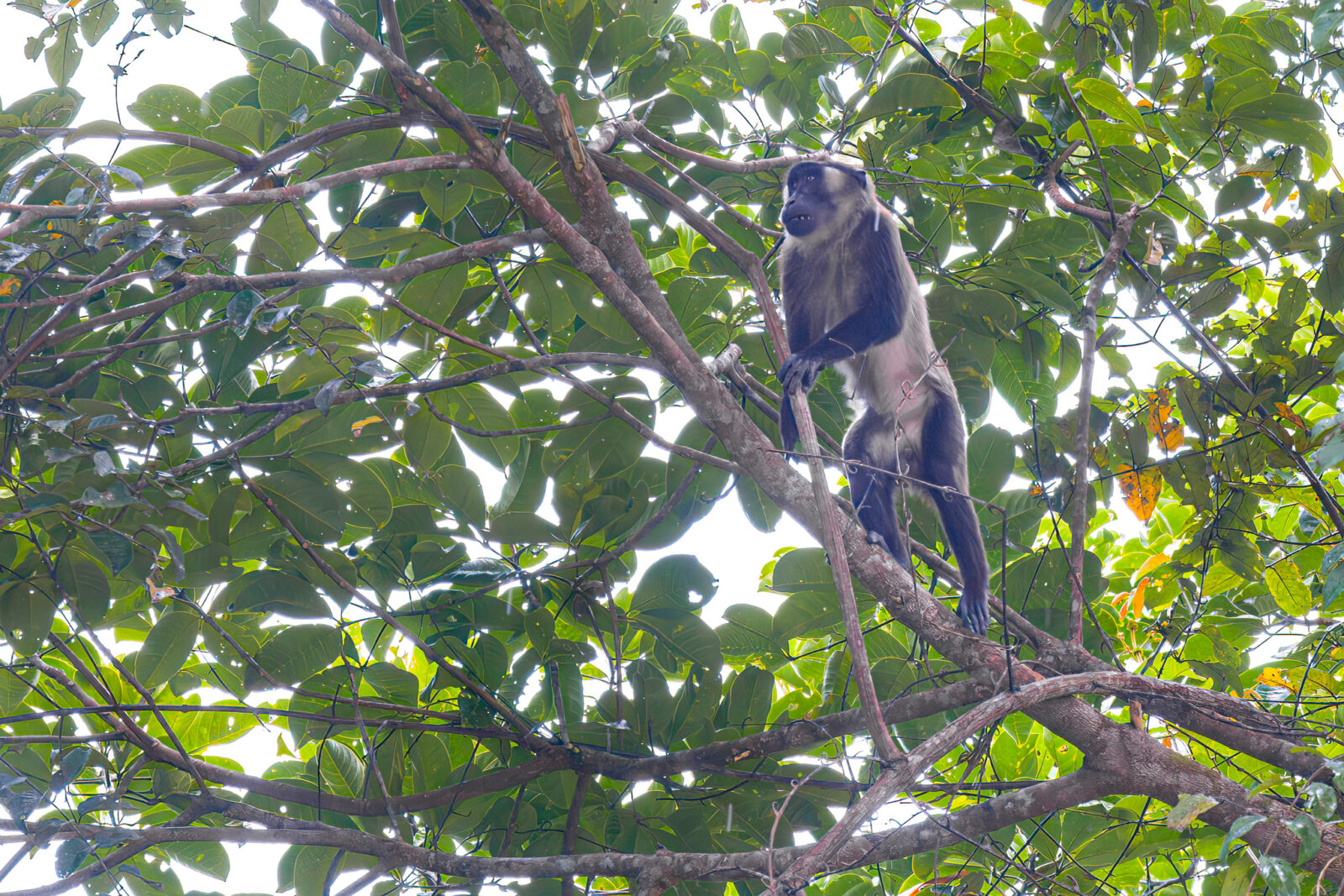 Endemic Mentawai primate, bokkoi macaque